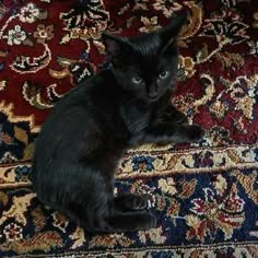 a black cat sitting on top of a rug next to a red and blue carpet