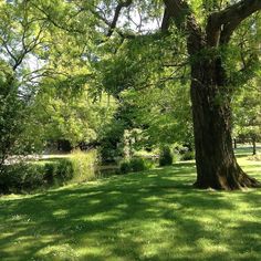 a large tree sitting in the middle of a lush green field next to a river