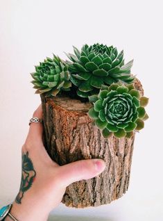 a person holding up a small plant in a tree stump