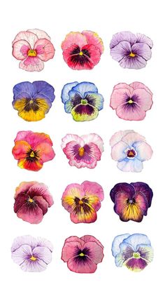 many different colored pansies on a white background