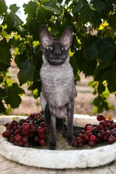 a cat sitting on top of a stone bowl filled with grapes and looking at the camera