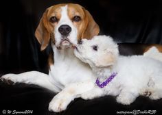 a brown and white dog laying next to a white puppy