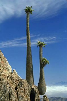 two palm trees in the middle of a rocky area with blue sky and clouds behind them