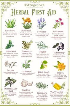 a poster with different herbs and their names