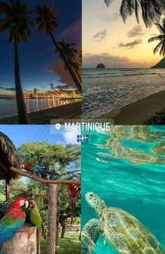 there are four pictures that show different places in the world, including water and palm trees