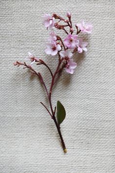 a small pink flower on a white cloth