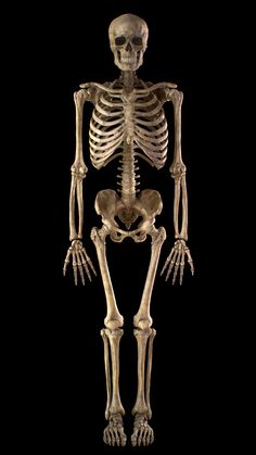 a human skeleton is shown on a black background