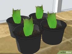 three potted plants with green leaves on them