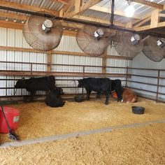 three cows in a barn with hay and fan lights hanging from the ceiling above them