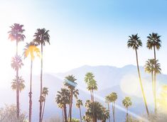 palm trees and mountains in the background with sunlight coming through them on a sunny day