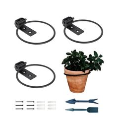 three potted plants and two garden tools are shown in this image, with the plant on