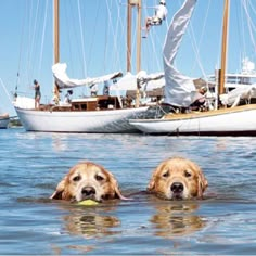 two golden retrievers swimming in the water near boats