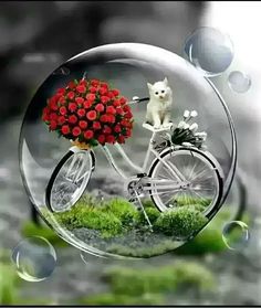 a cat is riding a bicycle with flowers in the basket