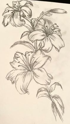 a pencil drawing of some flowers on a piece of paper