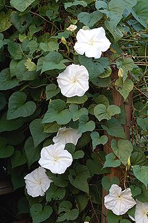 several white flowers growing on the side of a wooden pole in front of green leaves