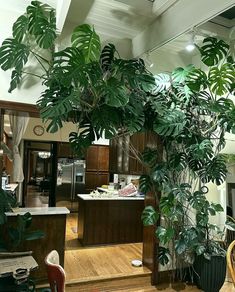 a living room filled with lots of furniture and a large plant in the middle of it