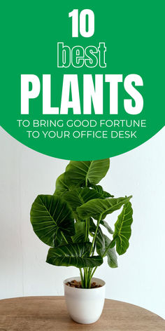 a potted plant sitting on top of a wooden table with the words 10 best plants to bring good fortune to your office desk