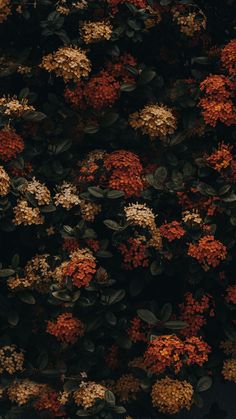 an orange and yellow flowered plant with green leaves on it's back wall