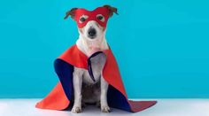 a dog wearing a red and blue cape sitting on top of a white table next to a blue wall