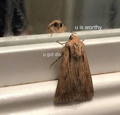 a moth sitting on the edge of a bathtub next to a mirror that reads u is worthy u got dis