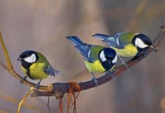 two small birds sitting on top of a tree branch