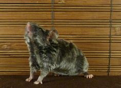 a small gray rat sitting on top of a brown floor next to a wooden wall