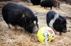 two black and white pigs playing with a ball