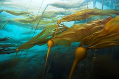 an underwater scene with seaweed blowing in the wind