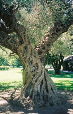 an old olive tree in the middle of a park