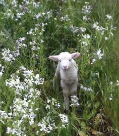 a small lamb standing in the middle of a field of wildflowers and grass