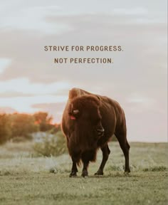 a bison standing in the grass with a quote on it that says, strive for progress not perfectionction