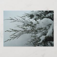 the branches of a pine tree are covered in snow