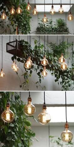 several different types of light bulbs hanging from the ceiling and plants growing on the wall