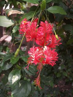 red flowers blooming on the side of a tree