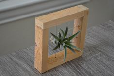 an air plant in a wooden frame on a table