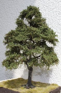 a small green tree sitting on top of a grass covered field next to a white wall