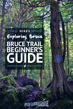 the hikes guide for brule trail beginner's guide is in front of a tree