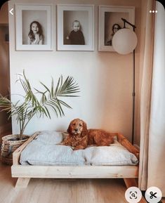 Dog Room Decor, Dog Bedroom, Puppy Room, Dog Spaces, Diy Dog Stuff, Dog House, 인테리어 디자인, House Inspiration