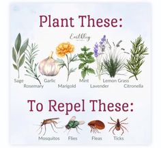 a poster with different types of plants and bugs on it that says plant these to repel these