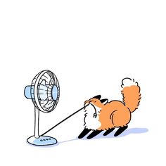 an orange and white fox pulling a fan