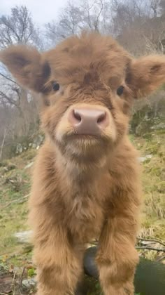 a small brown cow standing on top of a lush green field