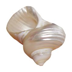 an image of a seashell on a white background