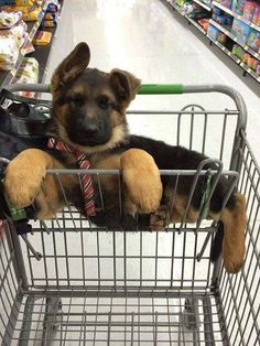 a puppy in a shopping cart wearing a tie