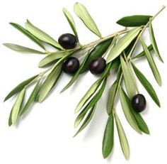 an olive branch with some black olives on it