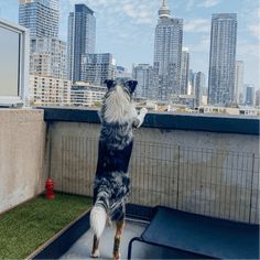 a dog standing on its hind legs in the air