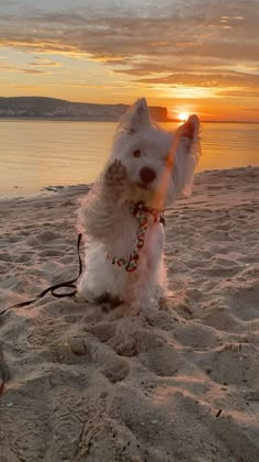 a small white dog standing on top of a sandy beach next to the ocean at sunset