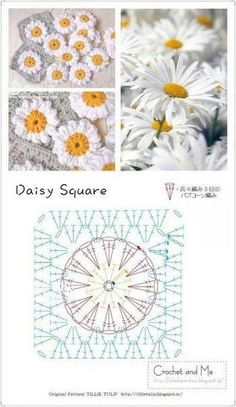 the cover of daisy square is shown with pictures of flowers in different colors and sizes