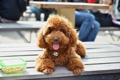 a brown dog sitting on top of a wooden table