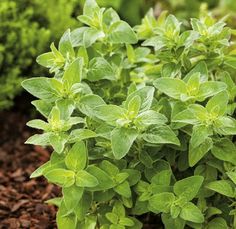 some green plants are growing in the dirt