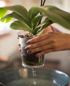 a woman is holding a potted plant on top of a tray with water and dirt